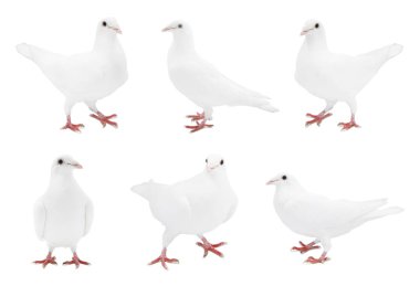 Güzel güvercin beyaz üzerine izole edilmiş, fotoğraf kolajı.