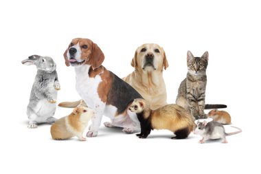 Beyaz arka planda bir grup sevimli evcil hayvan