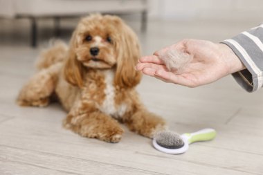 Hayvan saçlı bir kadın, sevimli bir köpek ve kapalı alanda fırça, seçici bir odak.