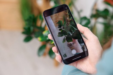 Evdeki akıllı telefondan ev bitkisi tanıma uygulaması kullanan bir kadın, yakın plan. Metin için boşluk