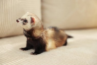 Bej kanepede sevimli gelincik. Evcil hayvan