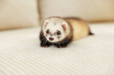 Kanepede yatan sevimli gelincik. Evcil hayvan