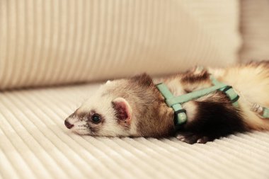 Kanepede yatan sevimli gelincik. Evcil hayvan