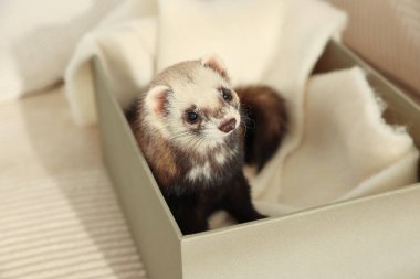 Kanepede şirin bir dağ gelinciği. Evcil hayvan