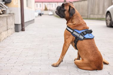 Şehir caddesinde oturan yelekli sevimli servis köpeği. Metin için boşluk