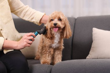 Evdeki kanepede sevimli Maltipoo köpeğini fırçalayan kadın, yakın plan.