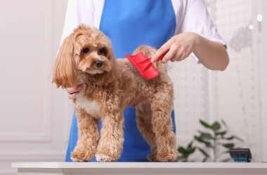 Şirin Maltipoo köpeğini fırçalayan kadın, yakın plan.