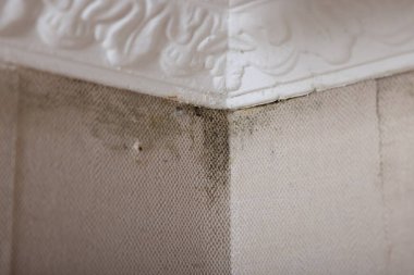 Wall affected with black mold indoors, closeup view