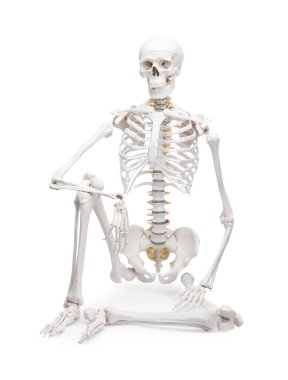 Yapay insan iskelet modeli beyaz üzerine izole edildi