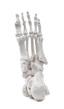 Yapay insan iskelet modeli beyaz ve yakın plan olarak izole edildi.