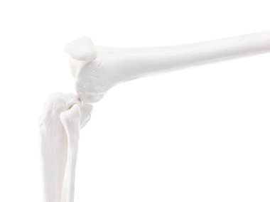 Yapay insan iskelet modeli beyaz ve yakın plan olarak izole edildi.