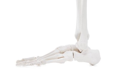Yapay insan iskelet modeli beyaz ve yakın plan olarak izole edildi.