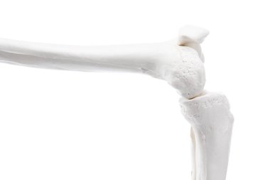Yapay insan iskelet modeli beyaz ve yakın plan olarak izole edildi.