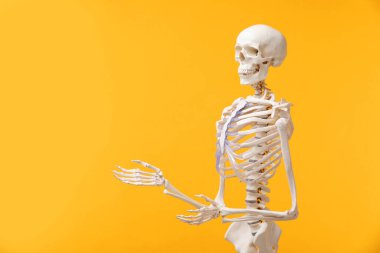 Artificial human skeleton model on orange background, space for text