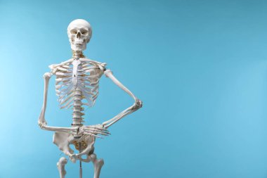 Artificial human skeleton model on light blue background, space for text