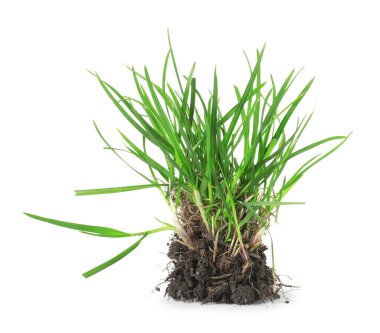 Güzel taze yeşil çimenler ve beyaz topraklar.