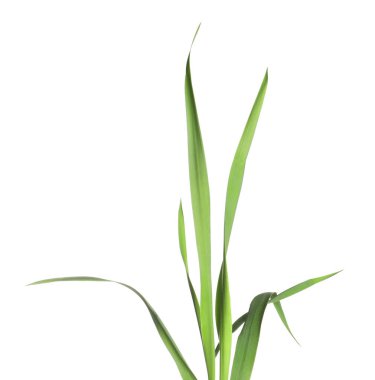 Beyaz çimenlerin üzerinde yeşil yapraklar