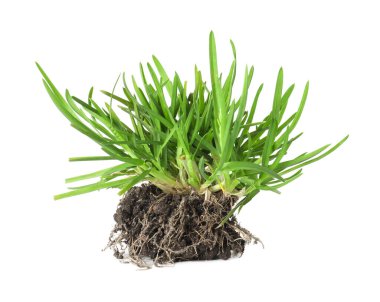 Güzel taze yeşil çimenler ve beyaz topraklar.