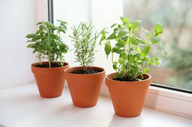 Pencere pervazındaki saksılarda farklı aromatik otlar.