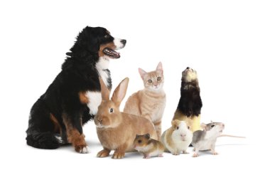 Beyaz arka planda bir grup sevimli evcil hayvan