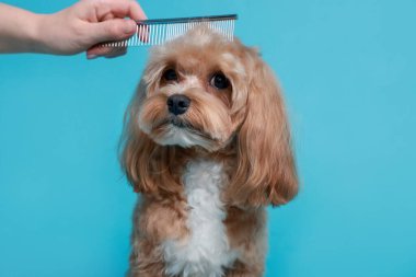 Açık mavi arka planda köpeğin saçını tarayan kadın, yakın plan. Hayvan bakımı.