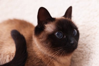 İçeride dinlenen sevimli Tayland kedisi, yakın çekim manzarası.