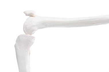 Yapay insan iskelet modeli beyaz ve yakın plan olarak izole edildi.