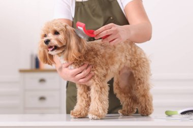 Şirin Maltipoo köpeğini fırçalayan kadın, yakın plan.