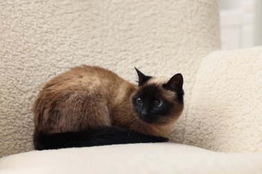 Sevimli Tayland kedisi yumuşak koltukta dinleniyor.