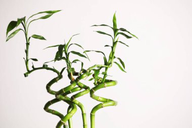 Dekoratif yeşil bambu kökleri beyaz arkaplanda, metin için boşluk