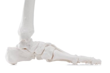 Yapay insan iskelet modeli beyaz ve yakın plan olarak izole edildi.