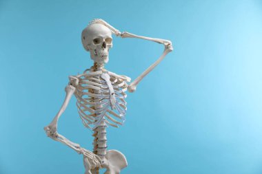 Artificial human skeleton model on light blue background, space for text