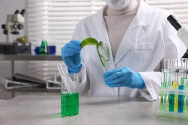 Biyokimya. Gri masada bitki ve sıvılarla çalışan bilim adamı, yakın plan.