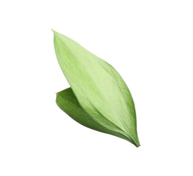 Two fresh green Ruscus leaves isolated on white