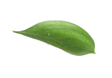 Beyaz üzerinde su damlaları olan bir Ruscus yaprağı