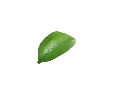 One fresh green Ruscus leaf isolated on white