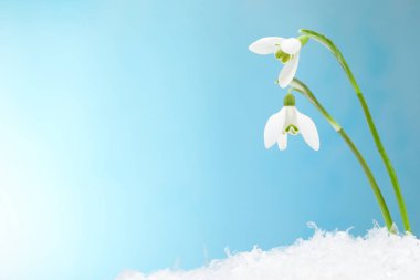 Beautiful snowdrops on snow against light blue background, closeup. Space for text
