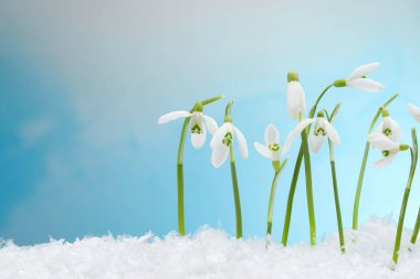 Beautiful snowdrops on snow against light blue background, closeup. Space for text