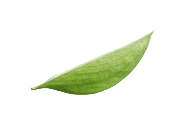One fresh green Ruscus leaf isolated on white
