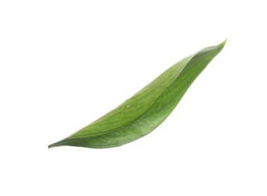 One fresh green Ruscus leaf isolated on white
