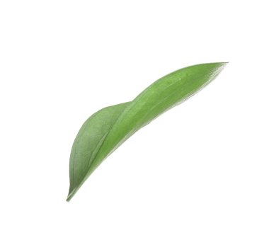 One fresh green Ruscus leaf isolated on white