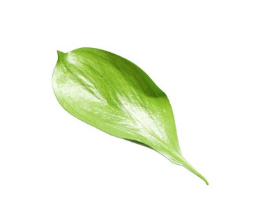 One fresh green Ruscus leaf isolated on white