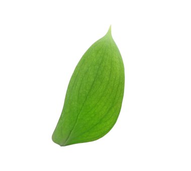 One fresh green Ruscus leaf isolated on white