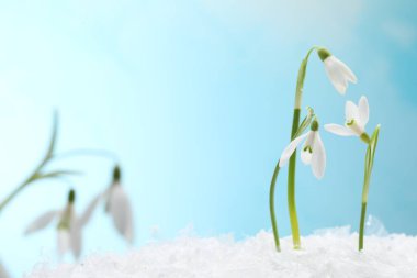Beautiful snowdrops on snow against light blue background, closeup. Space for text