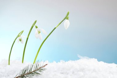 Beautiful snowdrops on snow against light blue background, closeup. Space for text