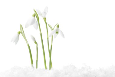 Beautiful snowdrops on snow against white background