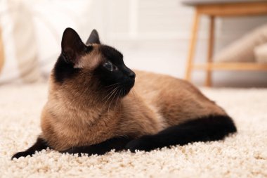 Evdeki bej halıda yatan sevimli Tayland kedisi.