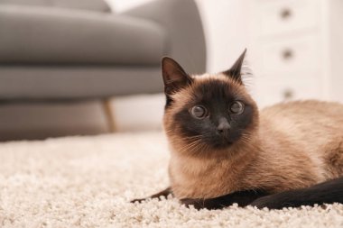 Adorable Thai cat on beige carpet at home, space for text