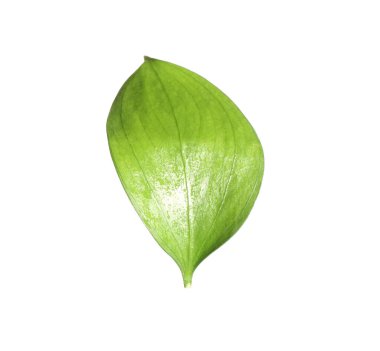 One fresh green Ruscus leaf isolated on white