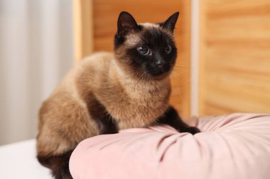 Evinde yastığı olan sevimli Tayland kedisi